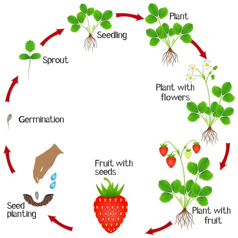 Life Cycle Of Strawberry Plant Growth Stage From Seed To Strawberry ...