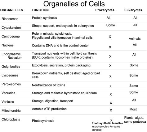 All The Organelles In A Animal Cell