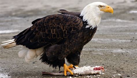 bald eagle eating fish - Bird Watching HQ