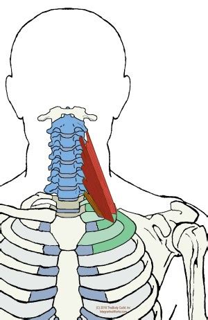 Scalene Muscles – Functional Anatomy | | Integrative Works