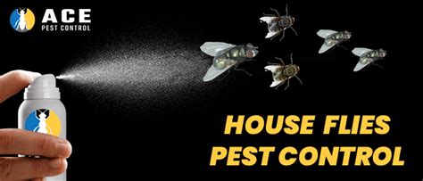 How to Control House Flies? | House fly control, Fly control, Fly ...