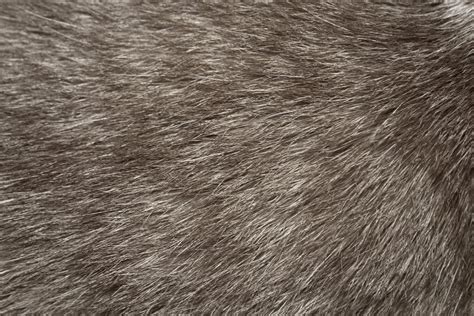 Free picture: gray cat fur, texture