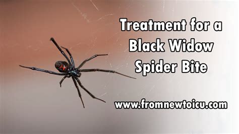 Black Widow Spider Bite Symptoms - Pictures, Symptoms, And Treatment Of ...