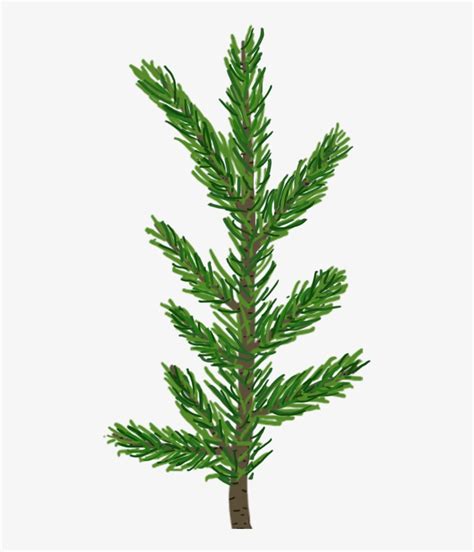 Pine Leaf Png - Pine Tree Leaf Transparent PNG Image | Transparent PNG ...