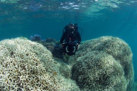 Warming waters bring coral bleaching across the globe - WWF-Singapore