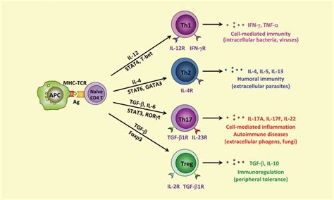 DES effects on T-cell differentiation in the thymus