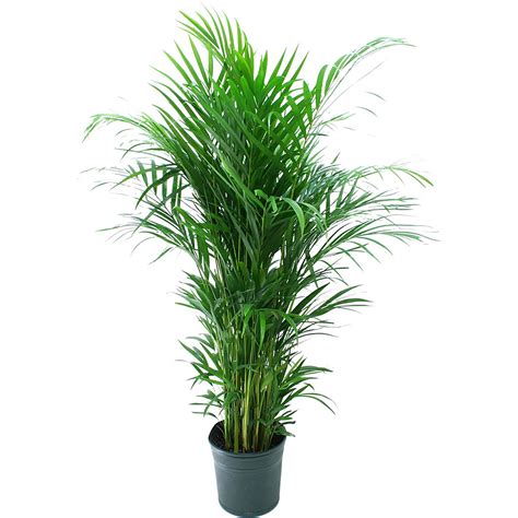 Delray Plants Areca Palm (Dypsis lutescens) Easy to Grow Live House ...