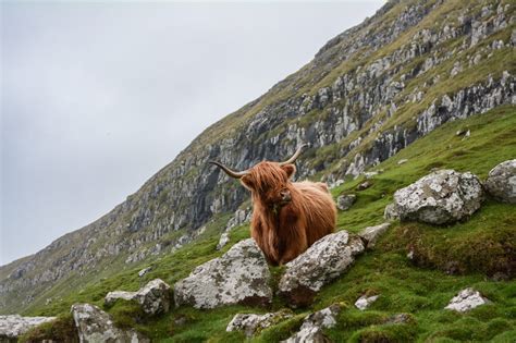 Sheep View: How the Faroe Islands Created The Most Viral Tourism ...