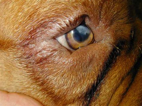 Entropion in Dogs Symptoms, Causes, Types, Corrective Surgery, Before ...