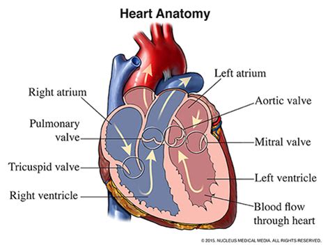 Understanding Heart Valve Disease | Knight Cardiovascular Institute | OHSU