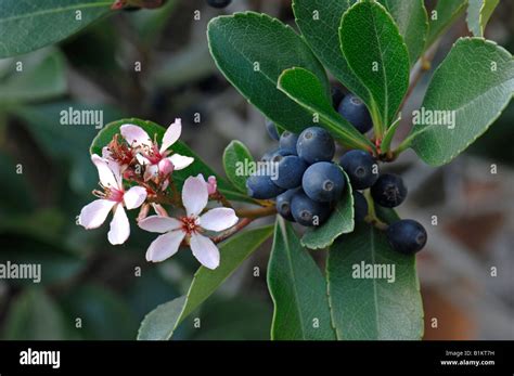 Indian Hawthorn (Rhaphiolepis indica), twig with flowers and berries ...