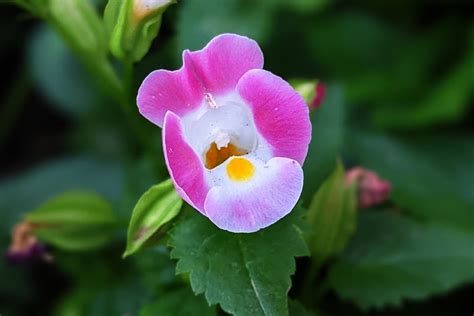 Torenia – Flora.bt