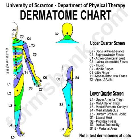 Dermatomes Chart Hand Printable Lab | Images and Photos finder