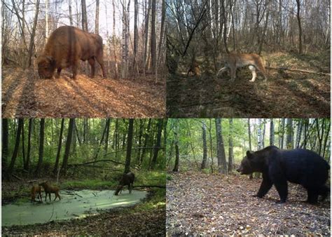 How did Chernobyl become a refuge for wildlife?