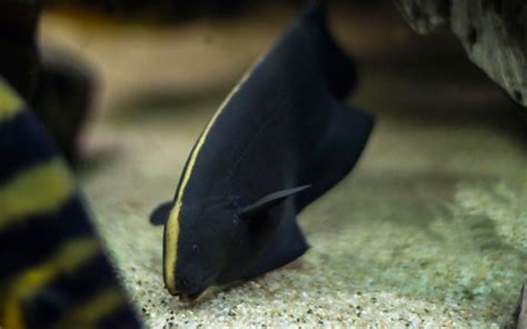 Black Ghost Knifefish - Habitat, Care, Feeding, Tank Size, Breeding ...