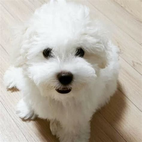 Add a BUZZ to Your Family with a Bichon Frise - Best Family Dogs