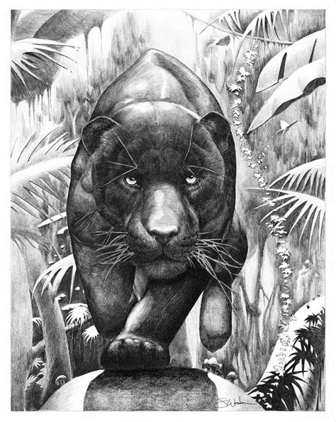 Florida Panther Drawing at PaintingValley.com | Explore collection of ...