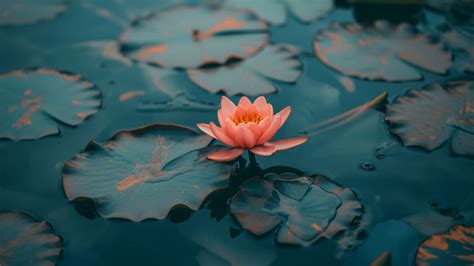 Lotus Wallpaper (Flowers, Water lilies) #5658