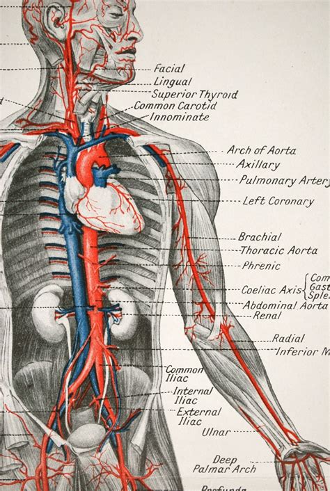 Anatomical Drawing Of Human Body / Figure Drawing - Proportion and ...