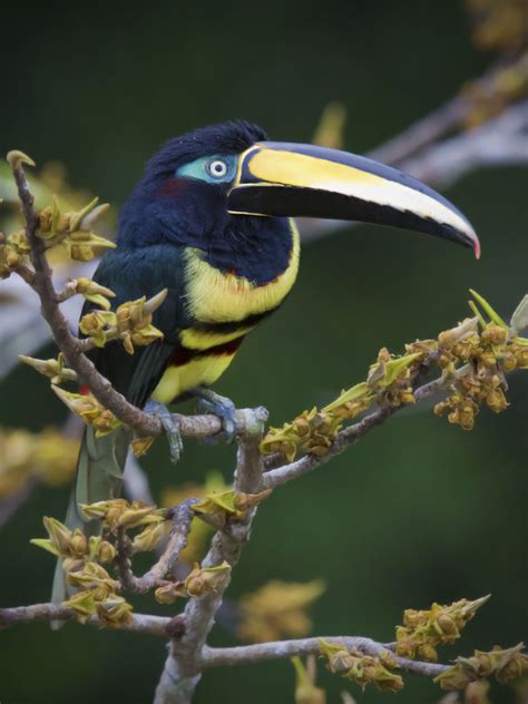 Many banded Acari - My Birds - Photo Gallery - Cloudy Nights