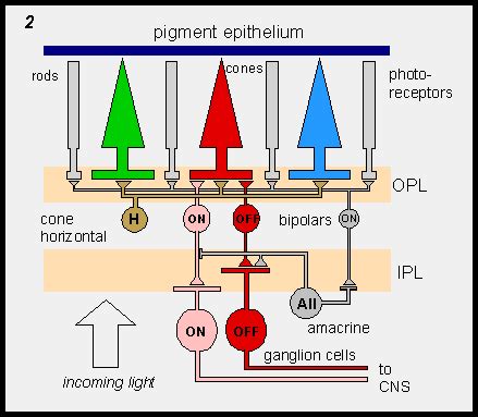 Slide Show: The Neural Control of Vision C-1