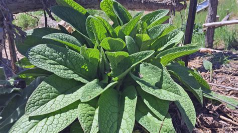 The Cram Farm Comfrey - The Cram Farm