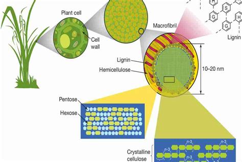 Lignin Cell Wall