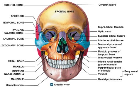 Skull Bones Labeling Quiz