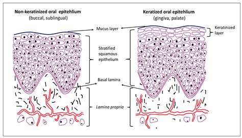 Nonkeratinized Stratified Squamous Epithelium Mouth