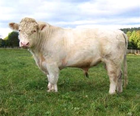 Whitebred Shorthorn Cattle: Origin, Characteristics, Uses