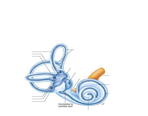 The bony labyrinth 2 Quiz