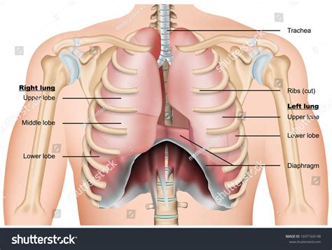 14,546 Anatomy Of The Thorax Images, Stock Photos, 3D objects ...