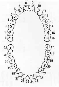 Tooth Charts - dentist Shoreline WA - Greg Ganzkow DDS