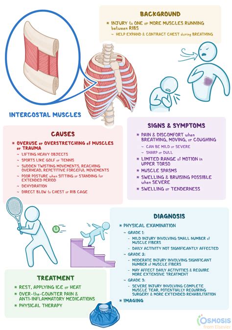 Intercostal Muscle Strain: What Is It, Causes, Signs, Symptoms, and ...