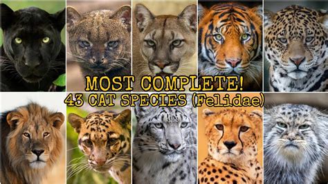 MOST COMPLETE! 43 CAT SPECIES (Felidae) - YouTube