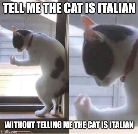 Italian cat - Imgflip