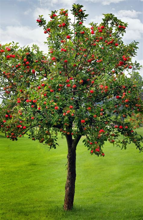 How to Grow an Apple Tree | Growing fruit trees, Apple garden, Dream garden