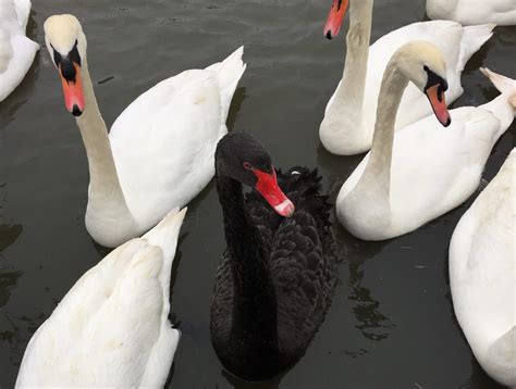 Black Swans - Eton College Collections