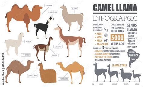 Camel, llama, guanaco, alpaca breeds infographic template. Anim Stock ...