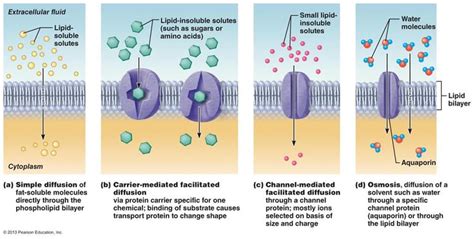 Osmosis Through Cell Membrane