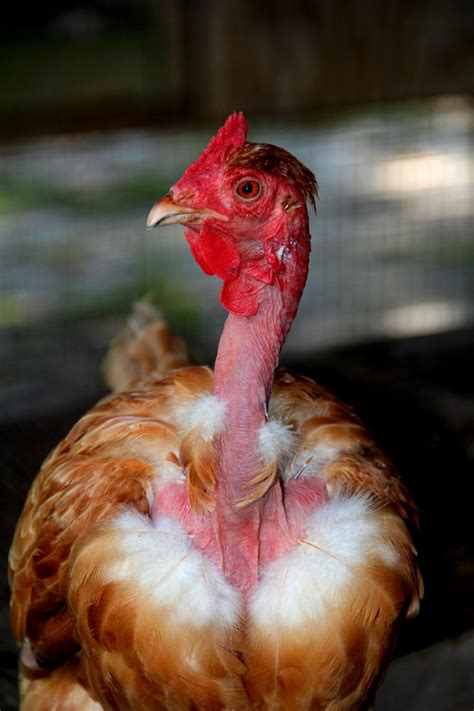 Turken Chicken - Breed Profile - Backyard Poultry