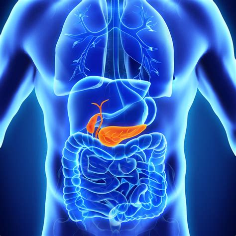 Gallbladder and Pancreas | McKay-Dee Gastroenterology Clinic