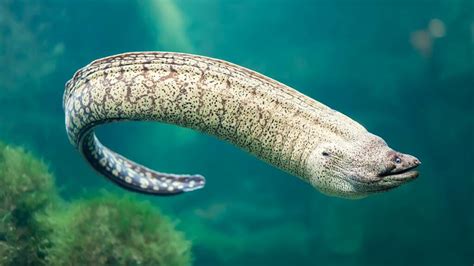 Moray Eel: 7 Facts You Need to Know - Scuba.com