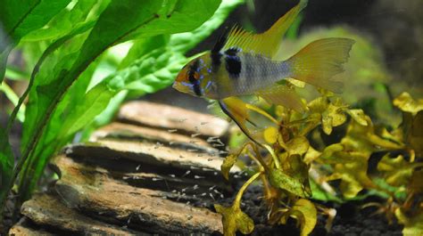 Blue Ram Cichlid Breeding And Care Guide - Build Your Aquarium