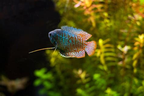 Dwarf Gourami - The Care, Feeding and Breeding of Dwarf Gouramis ...