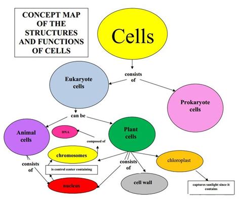 Easy Concept Map Example Biology - IMAGESEE