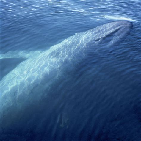 Blue whale | Facts, Habitat, & Pictures | Britannica