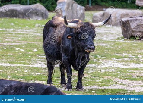 Heck Cattle, Bos Primigenius Taurus or Aurochs in a German Park Stock ...