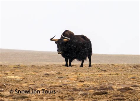 Wild animals in Tibet | Tibet Wildlife Tour | SnowLion Tours