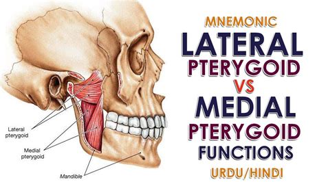 medial pterygoid muscle action - classyweddingoutfitsguestblackwomen